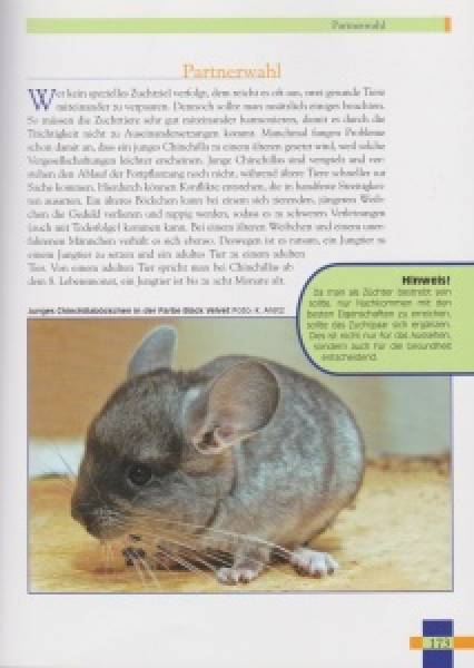 Leben mit Chinchillas